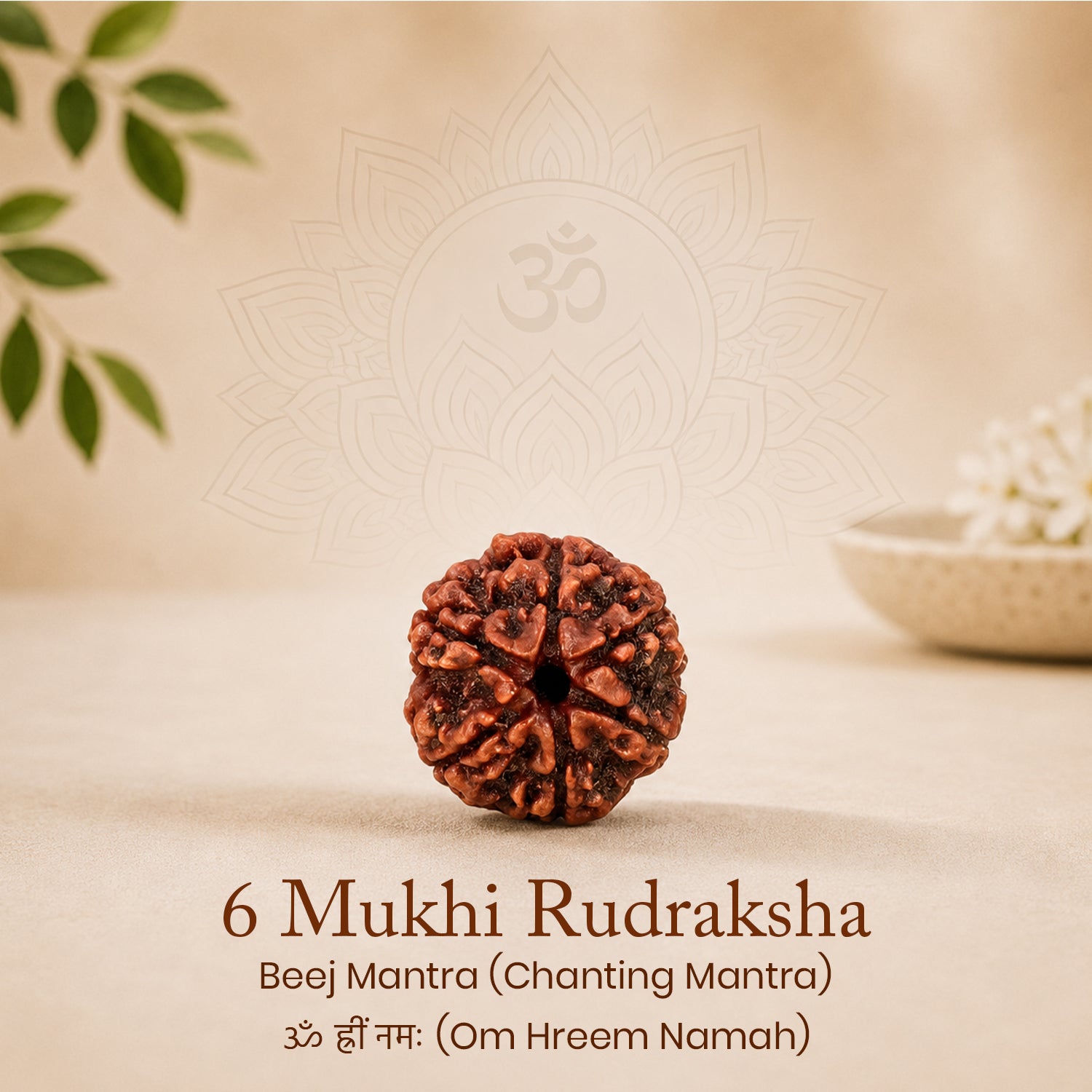 Certified 6 Mukhi Rudraksha