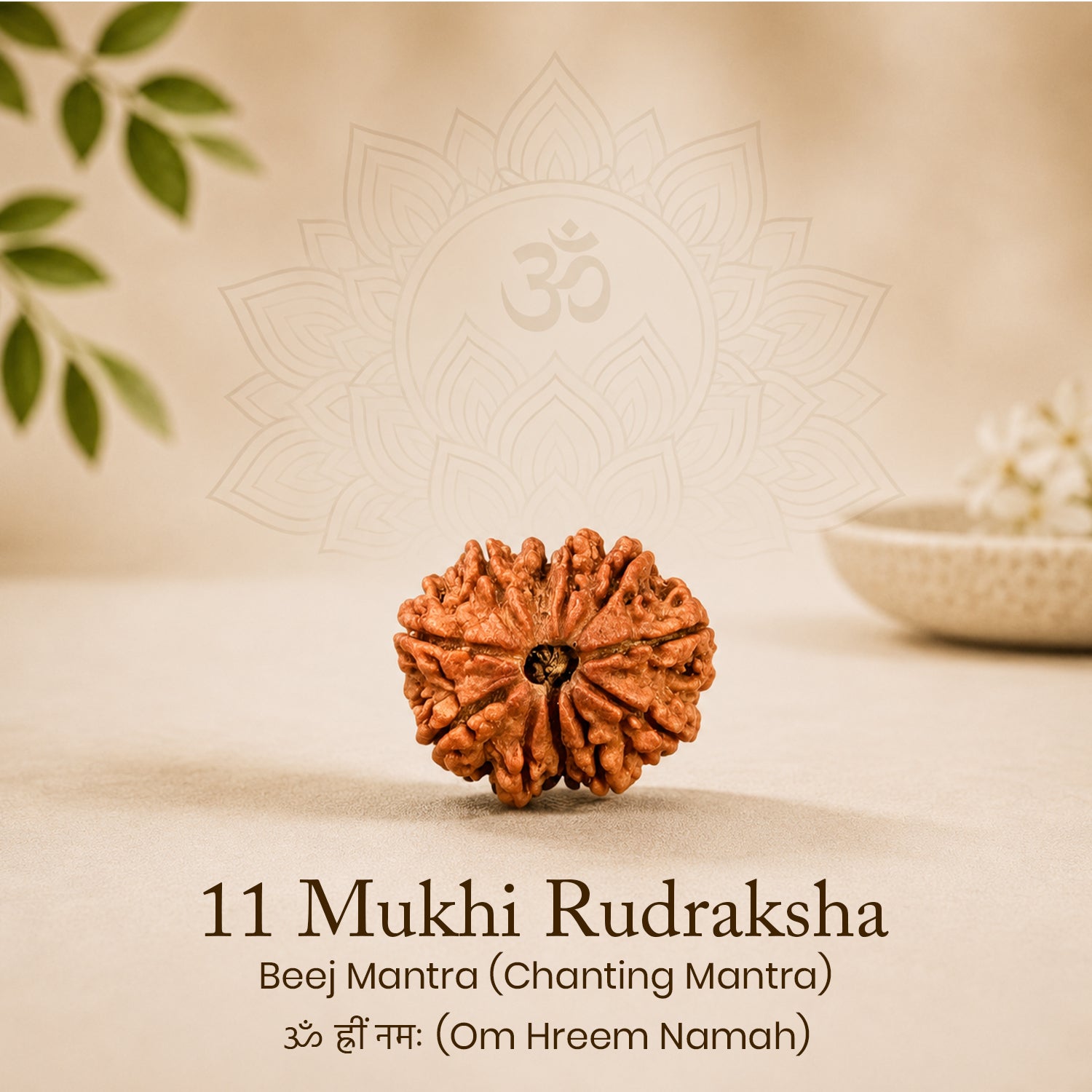 Certified 11 Mukhi Rudraksha