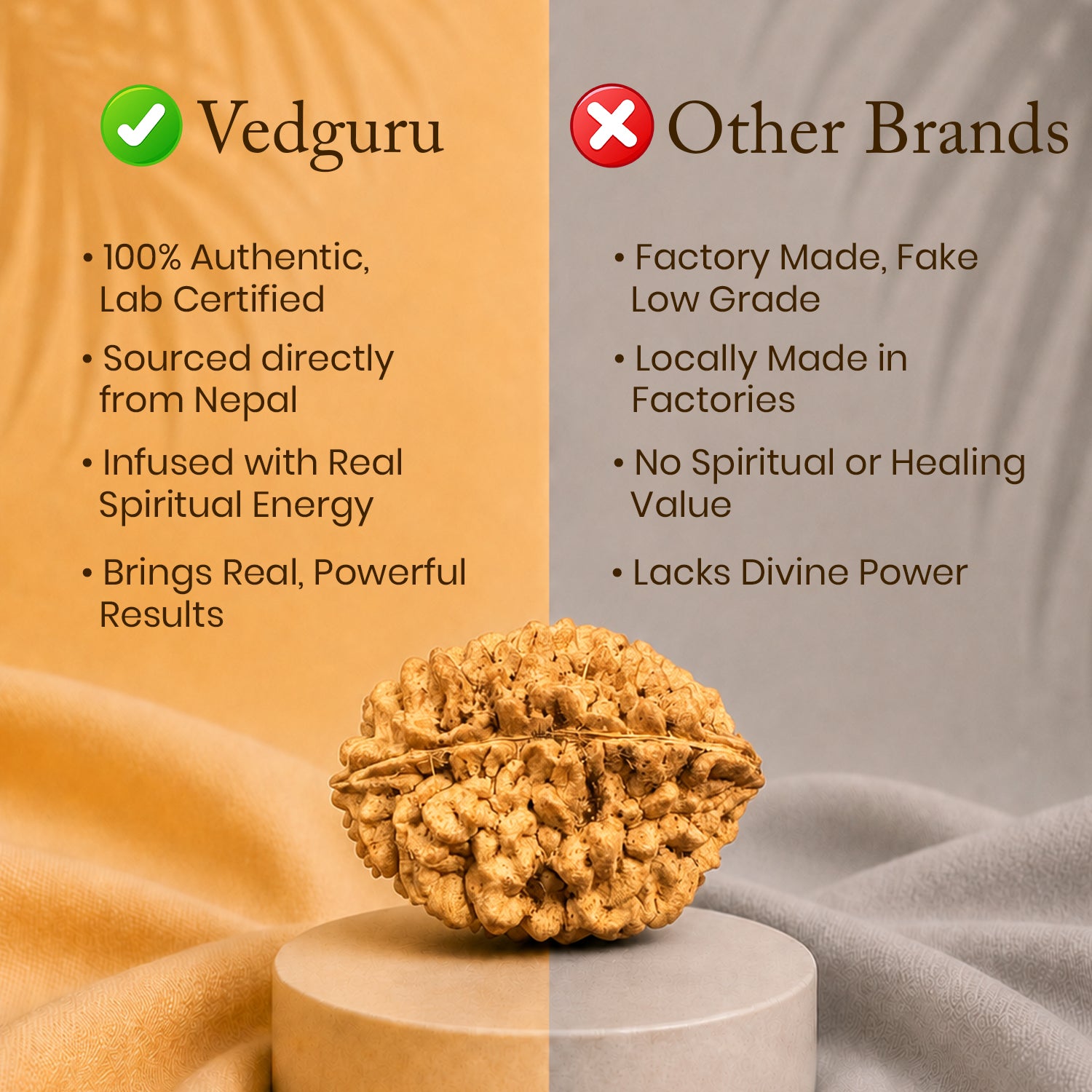 Certified 2 Mukhi Rudraksha