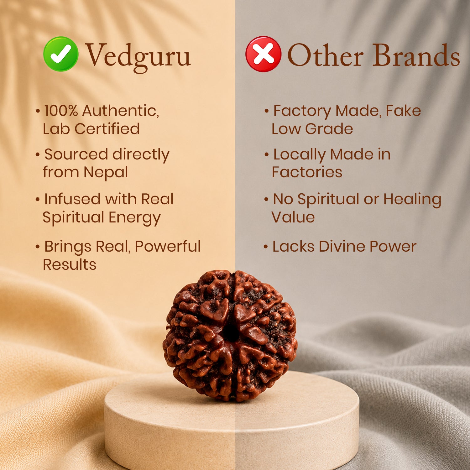 Certified 6 Mukhi Rudraksha