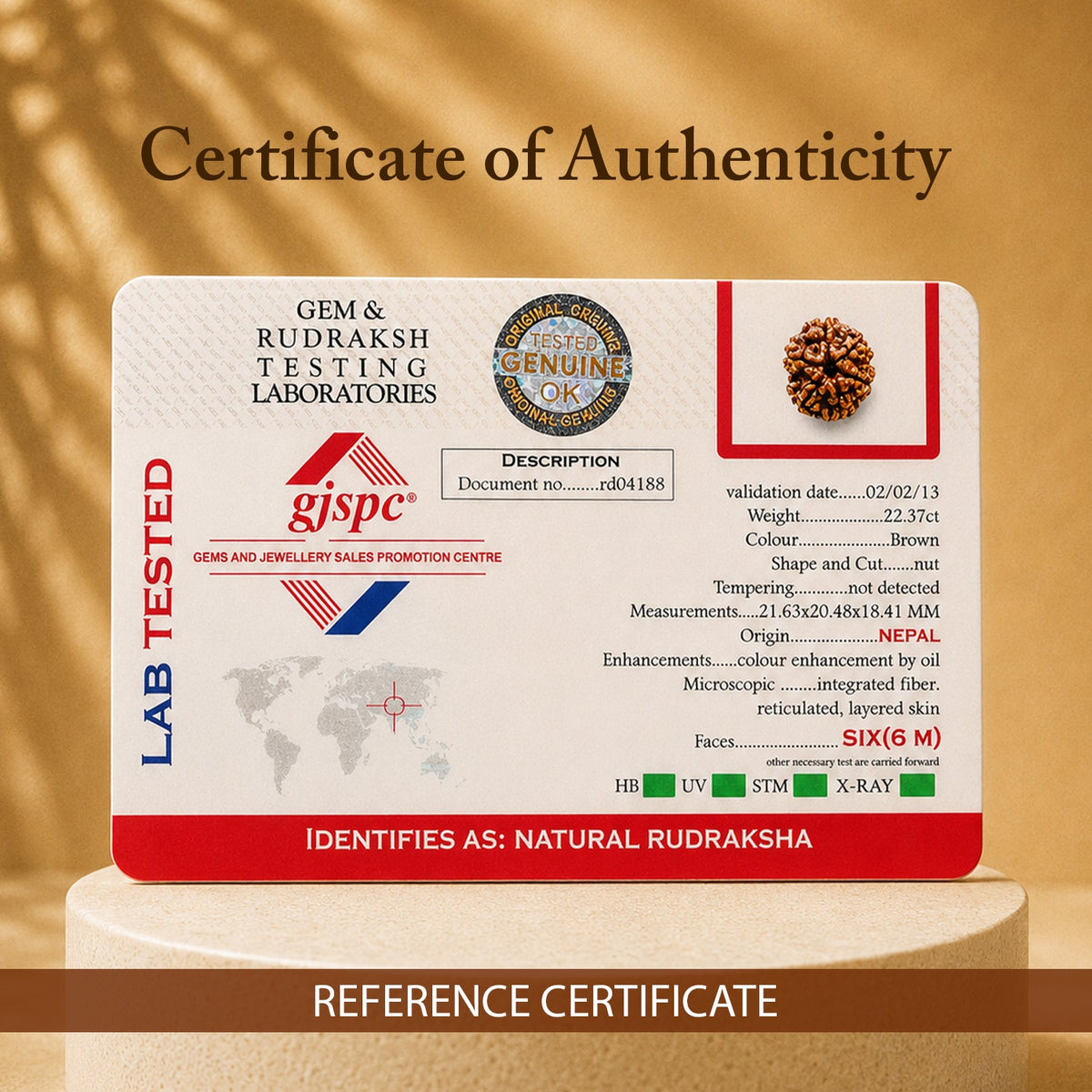 Certified 6 Mukhi Rudraksha (Nepal) - 17mm to 22mm