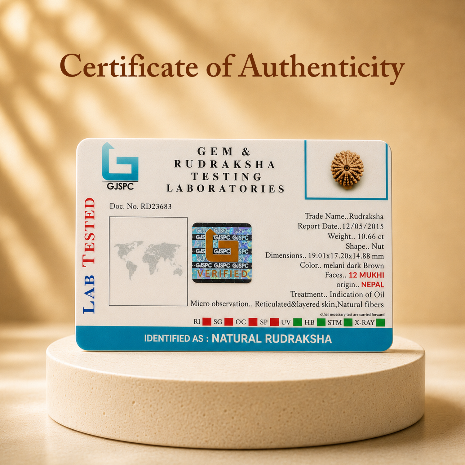 Certified 12 Mukhi Rudraksha