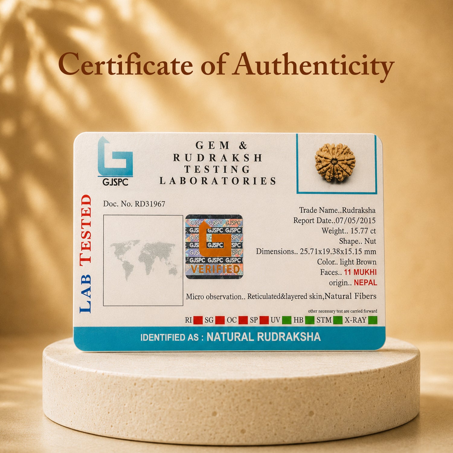 Certified 11 Mukhi Rudraksha