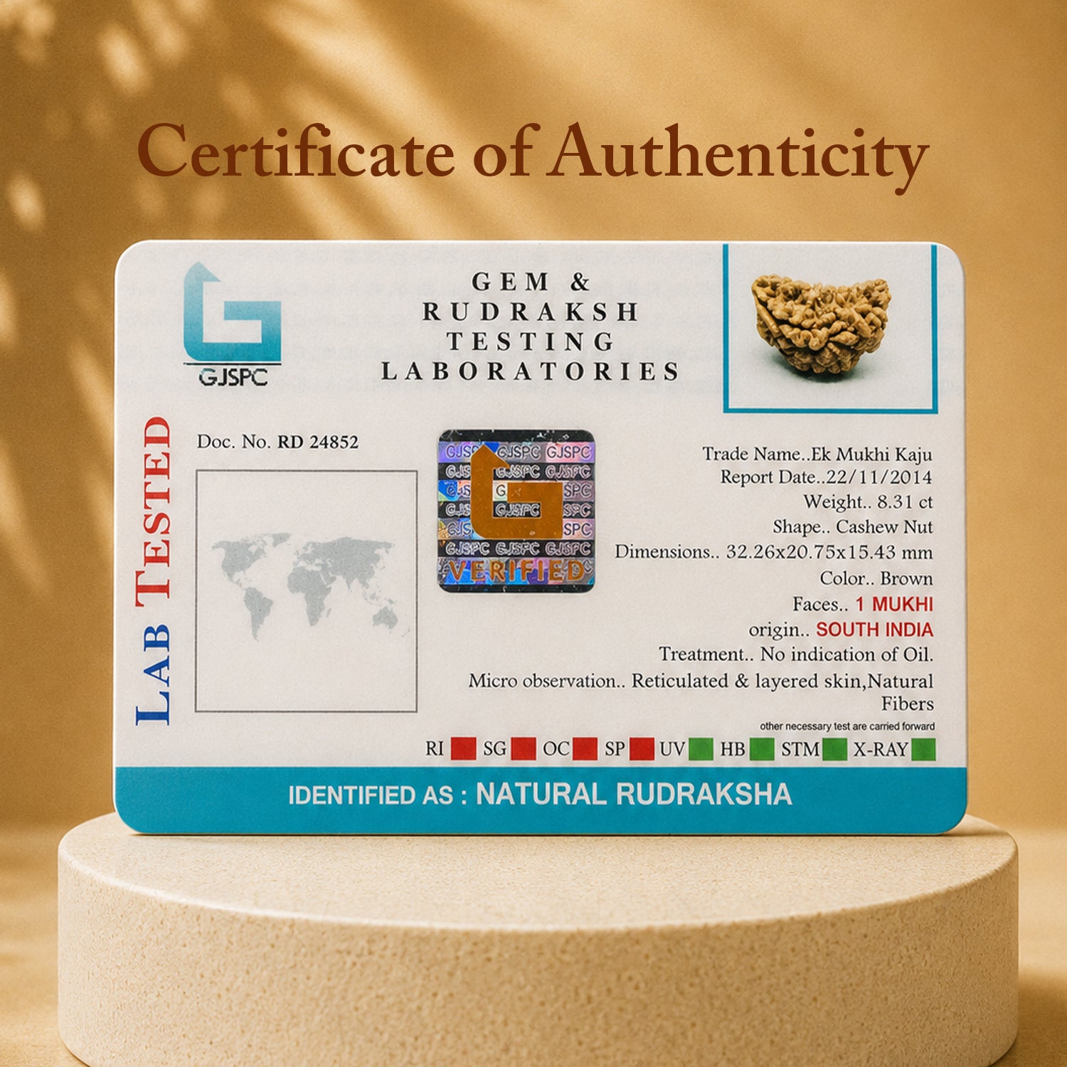 Certified 1 Mukhi Rudraksha (South Indian)