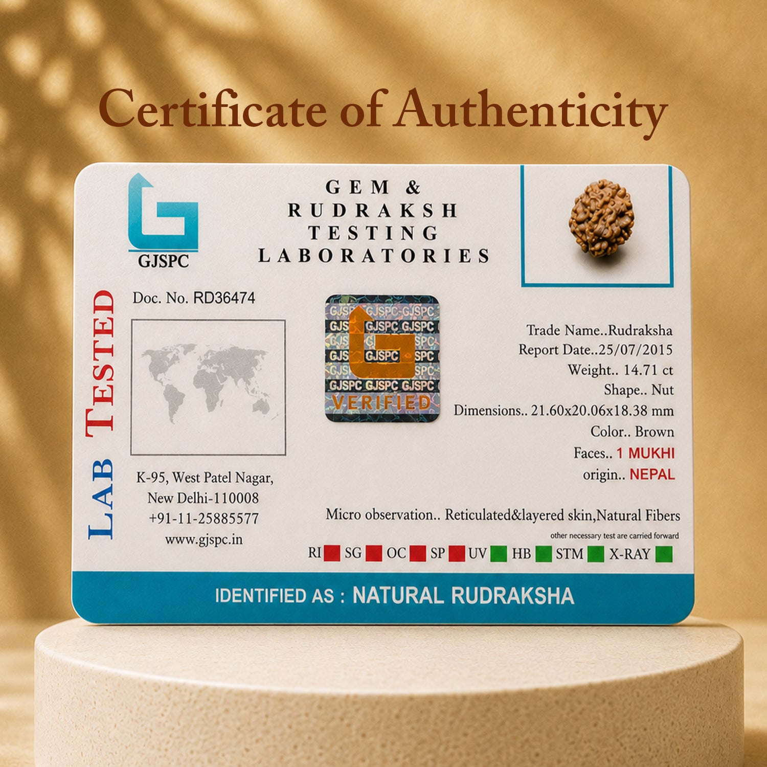 Certified 1 Mukhi Rudraksha
