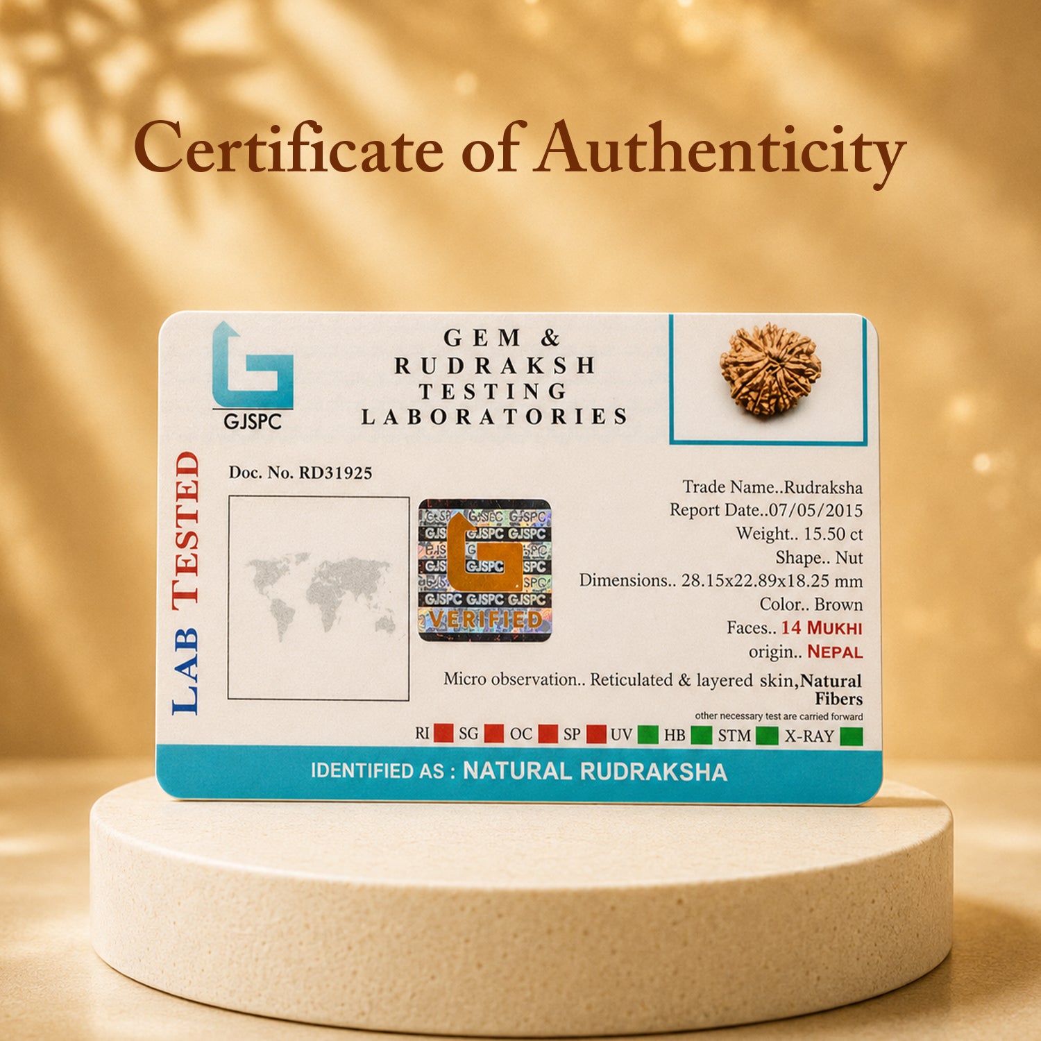 Certified 14 Mukhi Rudraksha