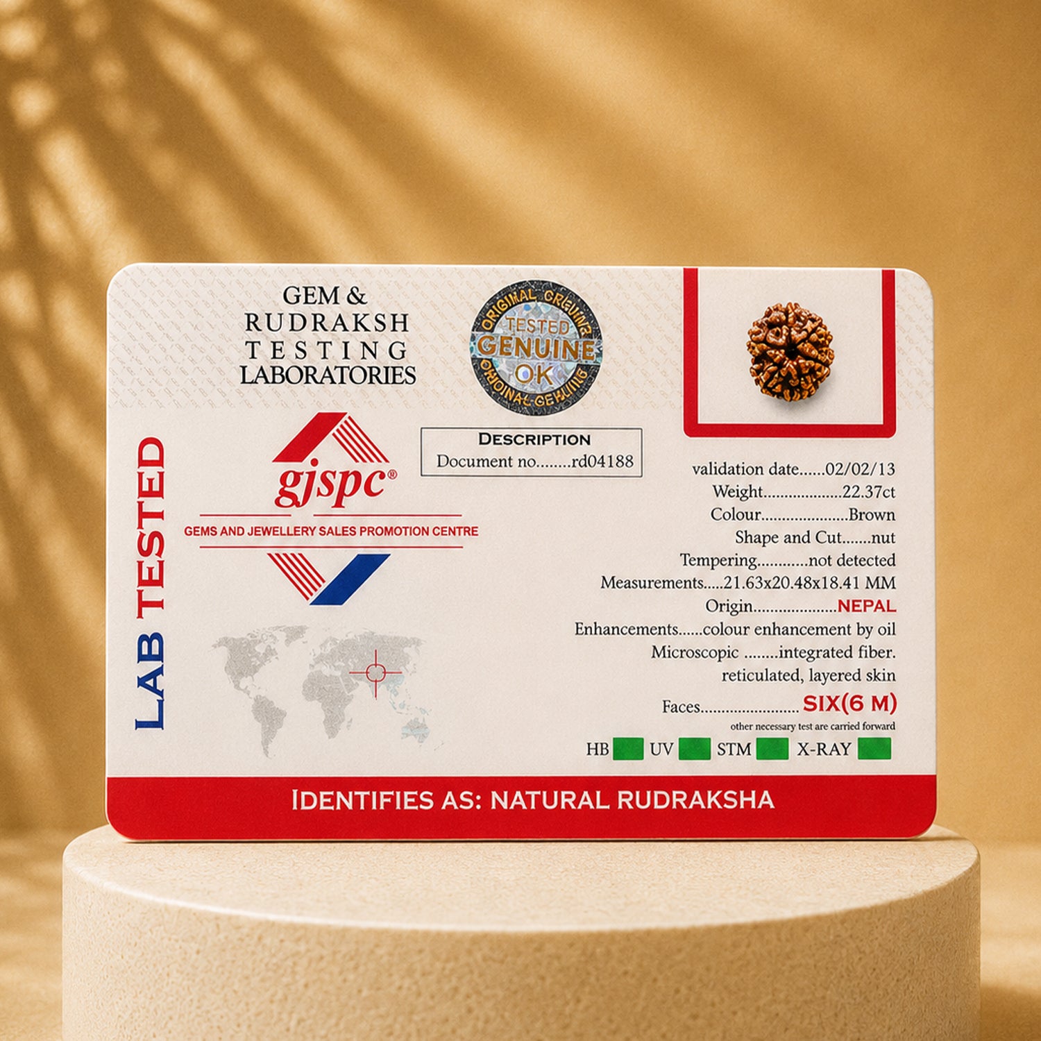 Certified 6 Mukhi Rudraksha