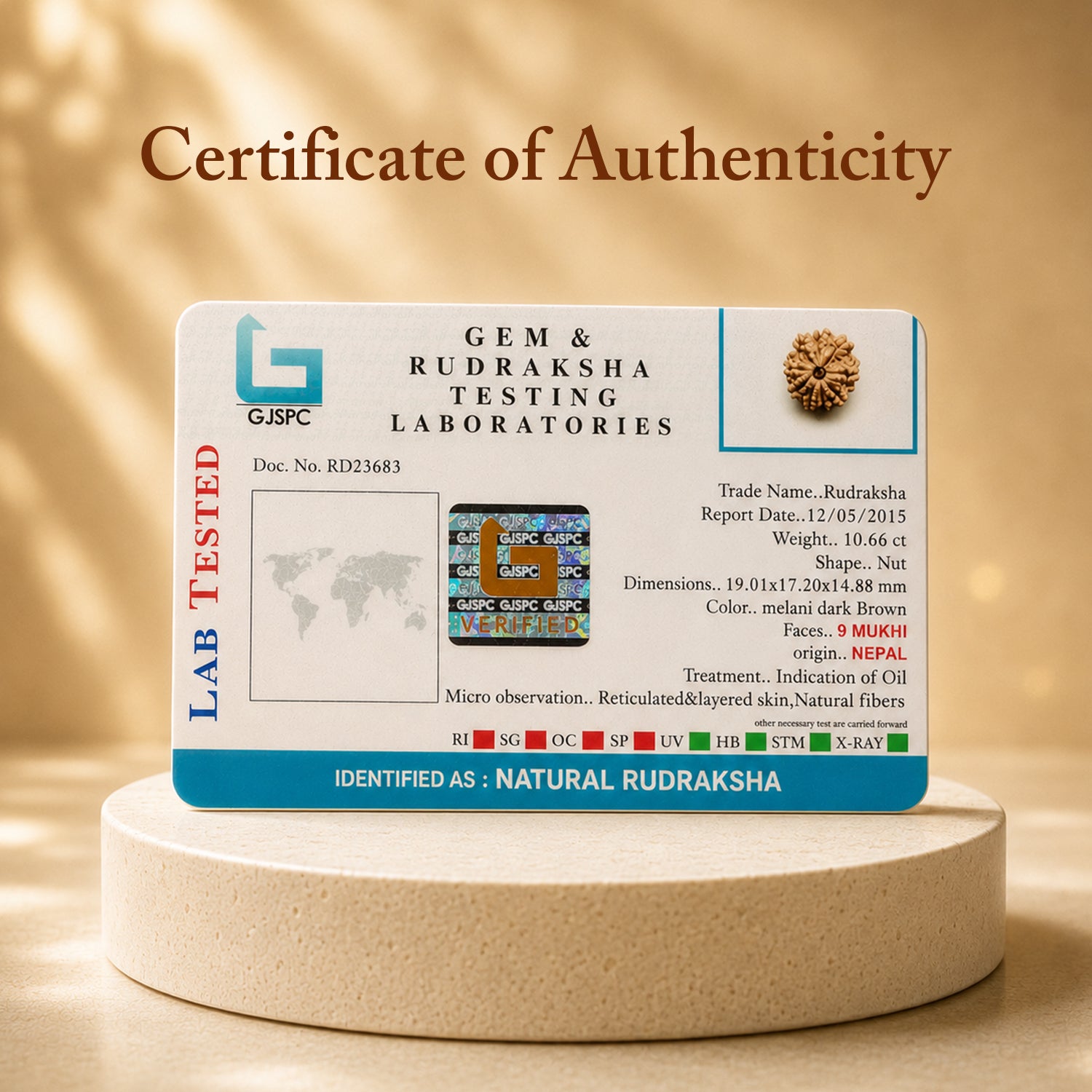 Certified 9 Mukhi Rudraksha