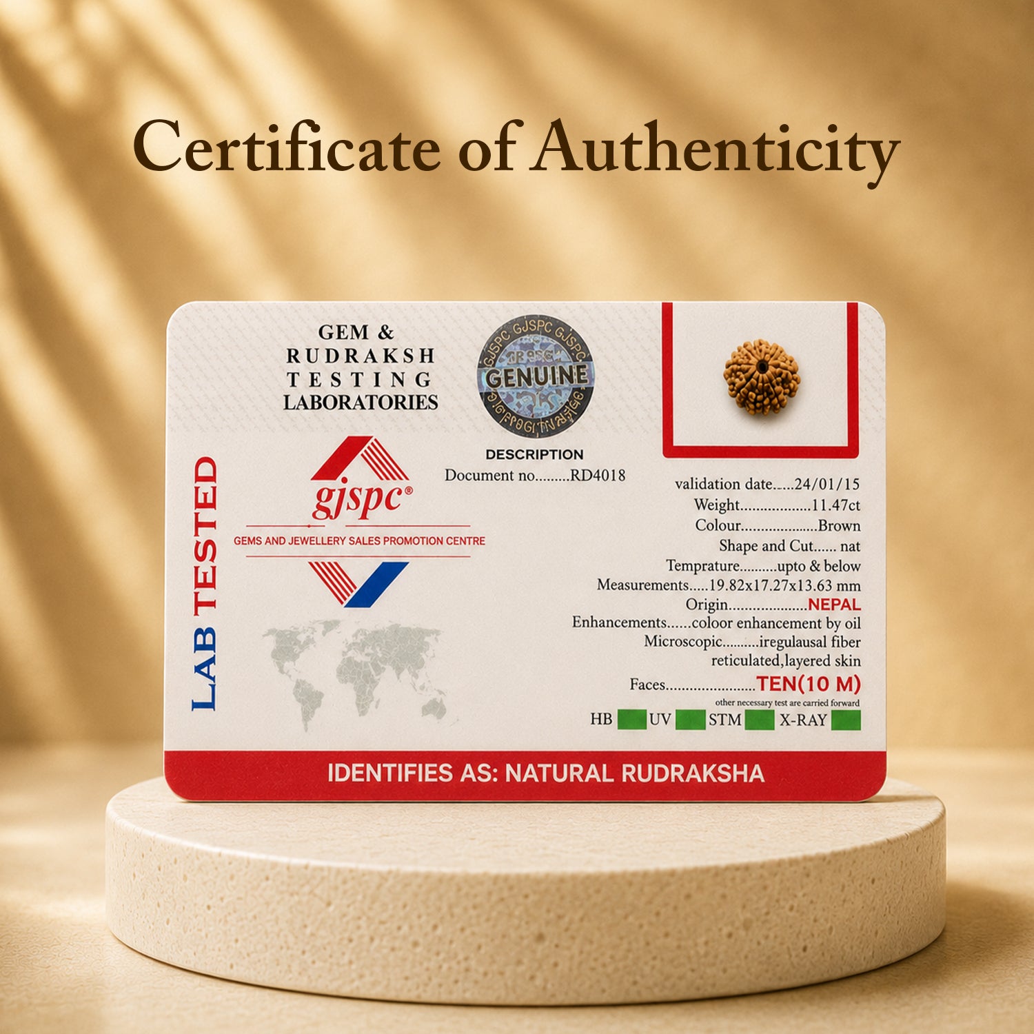 Certified 10 Mukhi Rudraksha