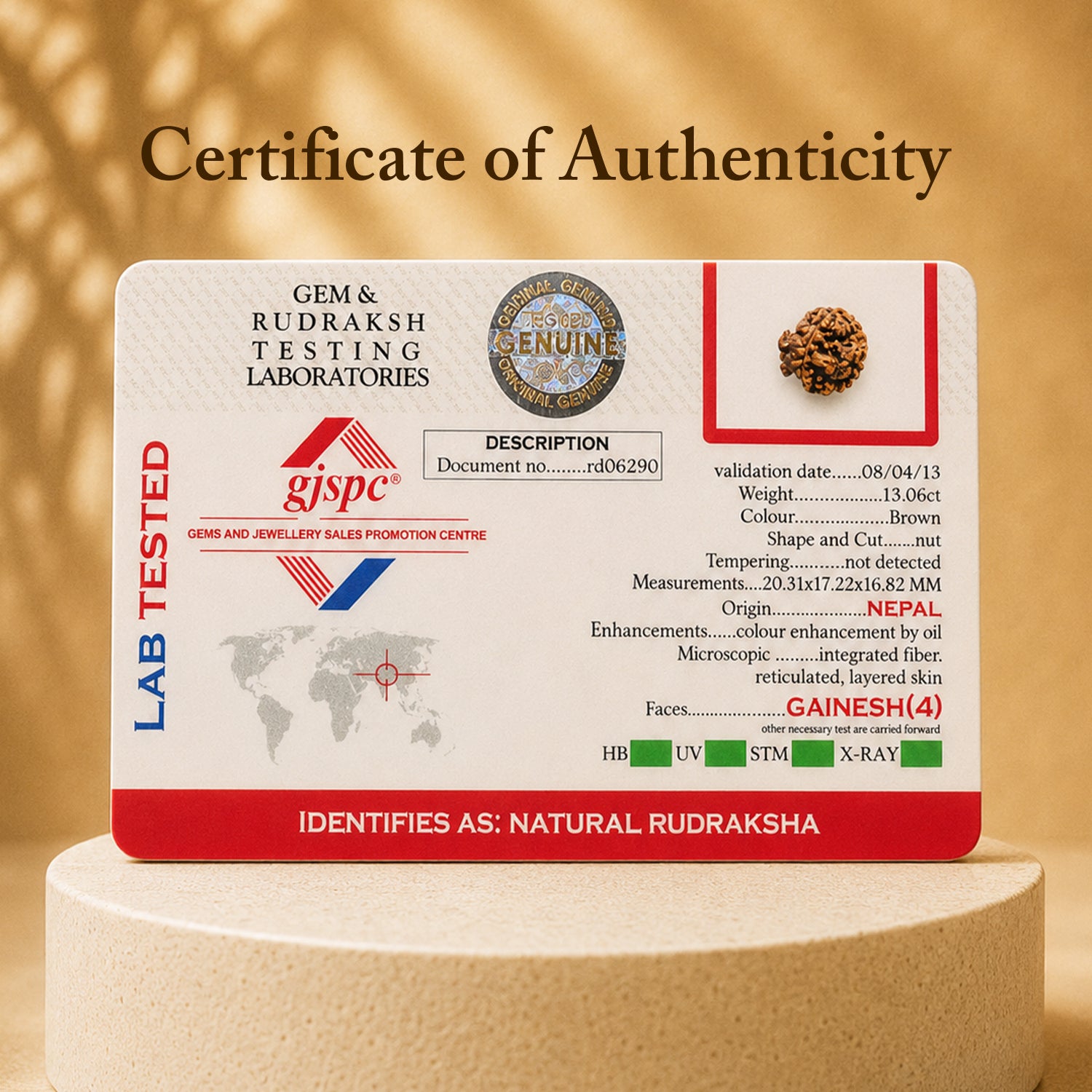 Certified Ganesh Mukhi Rudraksha