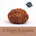 Certified 13 Mukhi Rudraksha (Nepal) - 17mm to 22mm