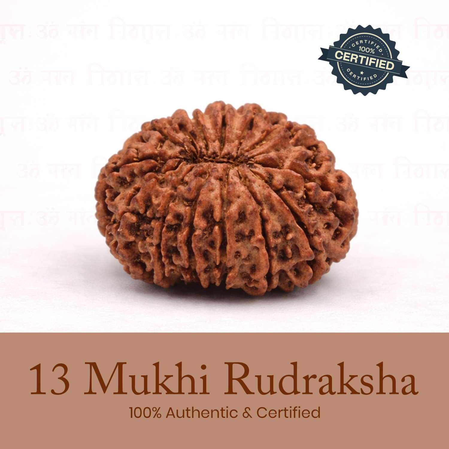 Certified 13 Mukhi Rudraksha