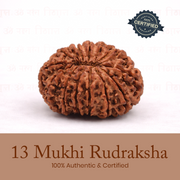 Certified 13 Mukhi Rudraksha