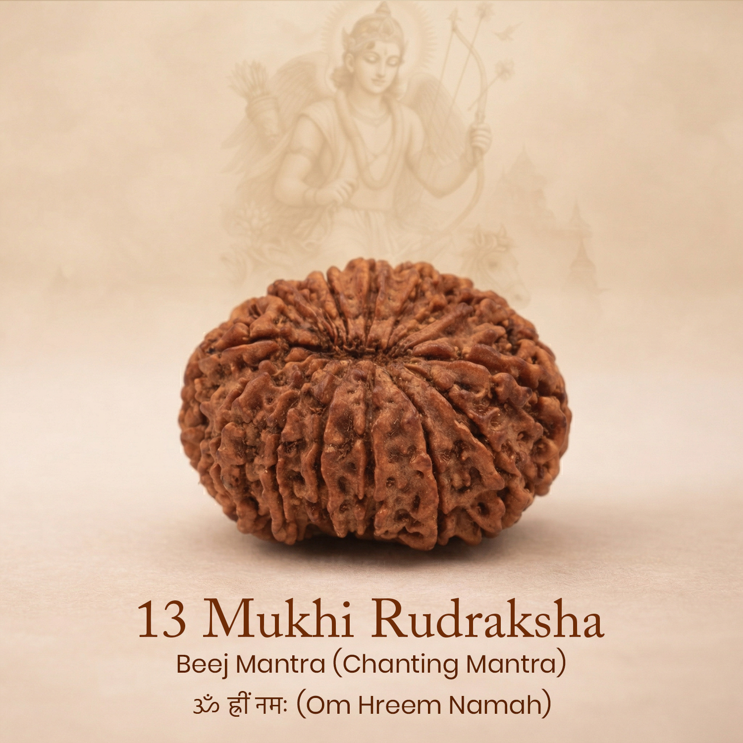 Certified 13 Mukhi Rudraksha