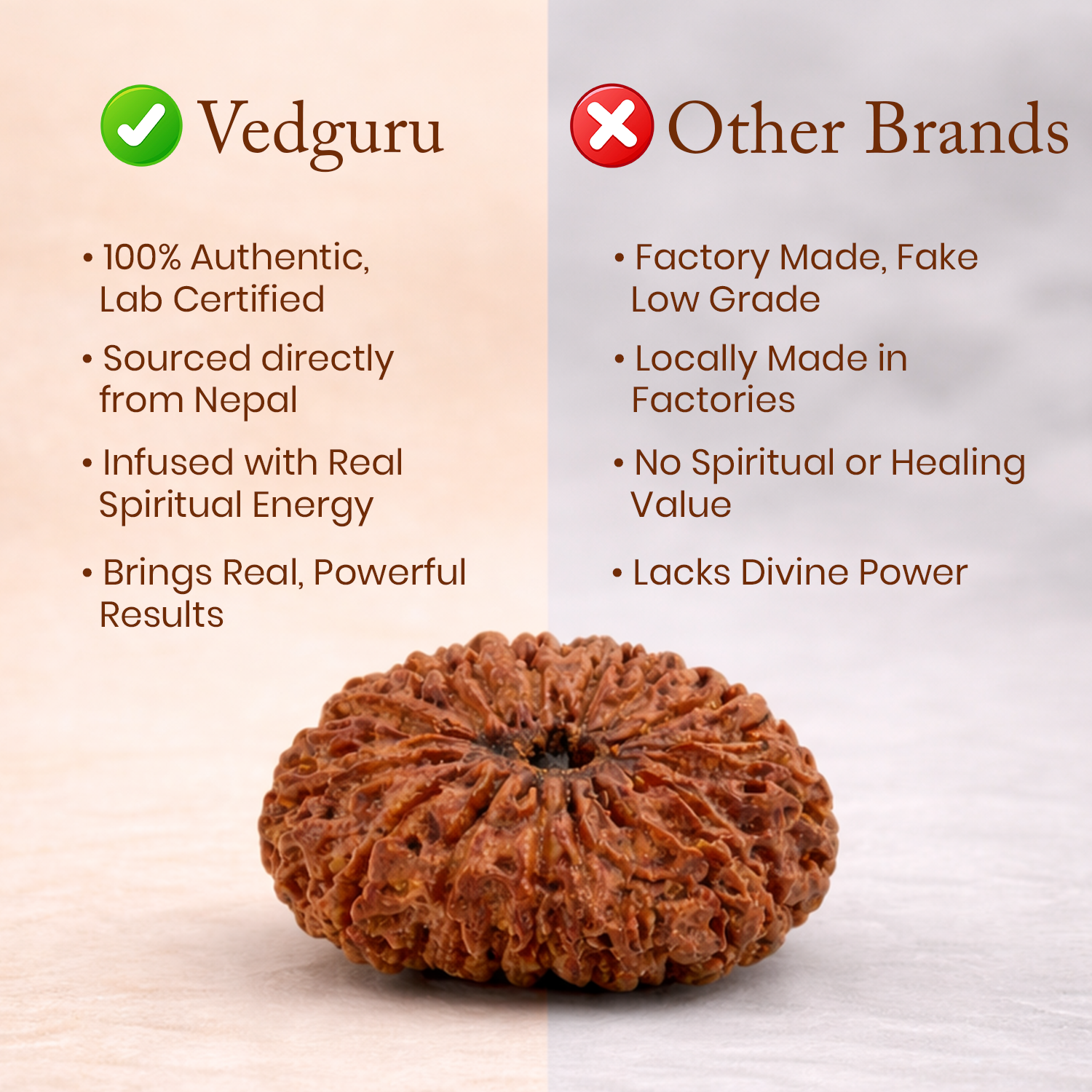 Certified 13 Mukhi Rudraksha