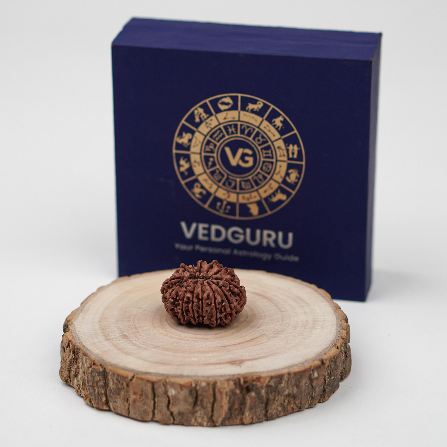 Certified 13 Mukhi Rudraksha