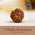Certified 7 Mukhi Rudraksha (Nepal) - 17mm to 22mm