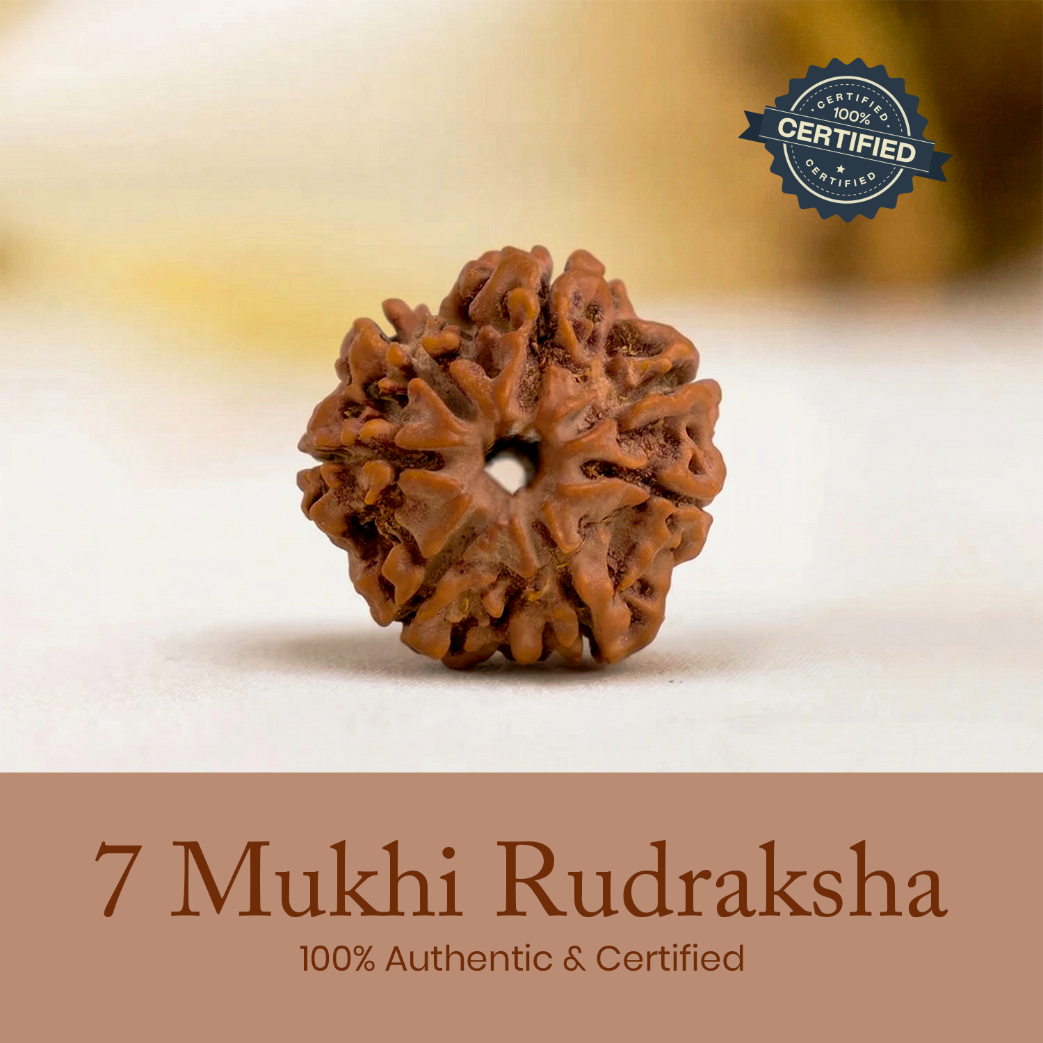 Certified 7 Mukhi Rudraksha
