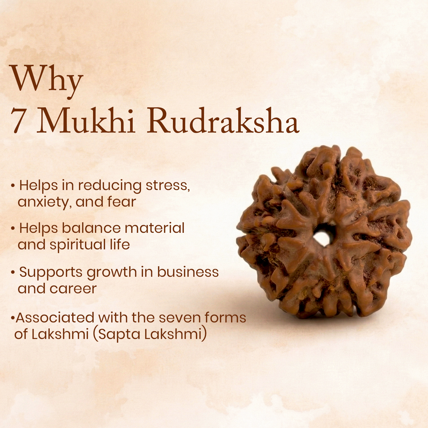 Certified 7 Mukhi Rudraksha