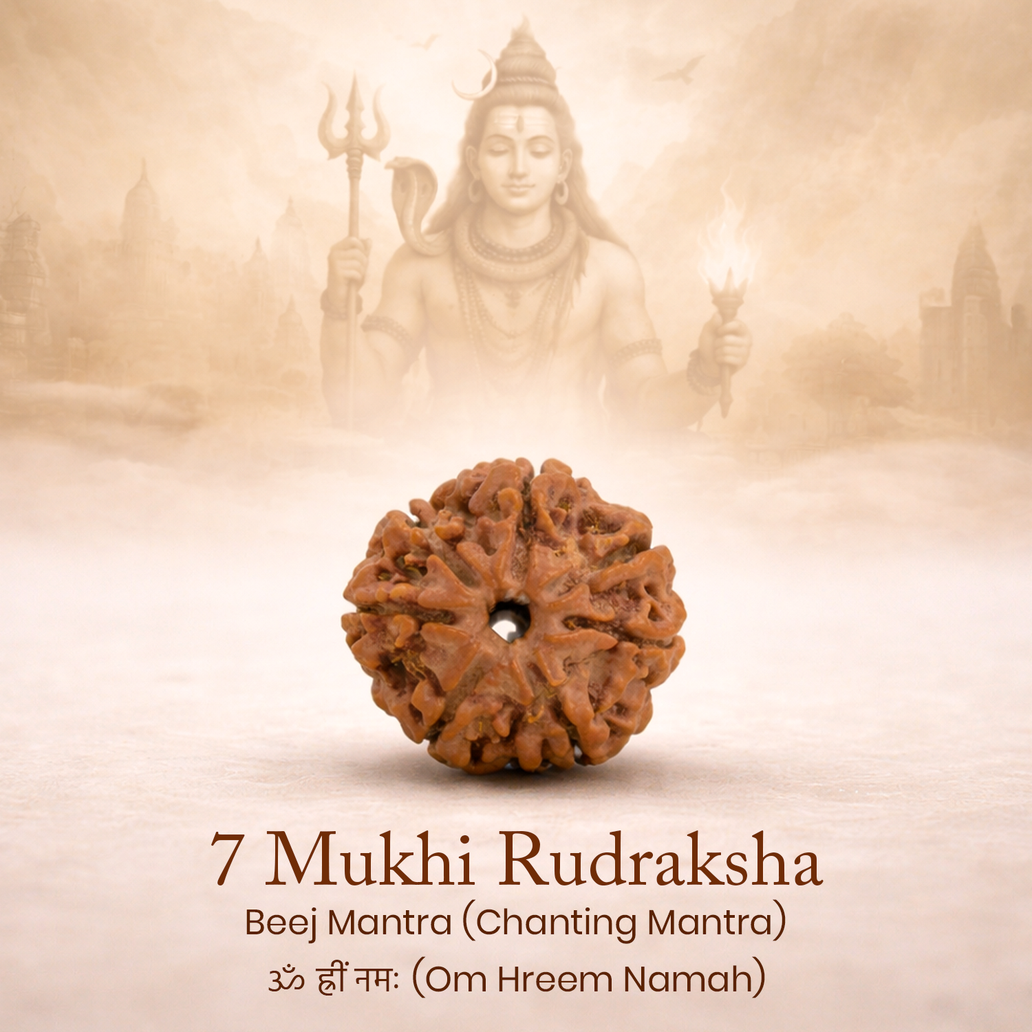 Certified 7 Mukhi Rudraksha
