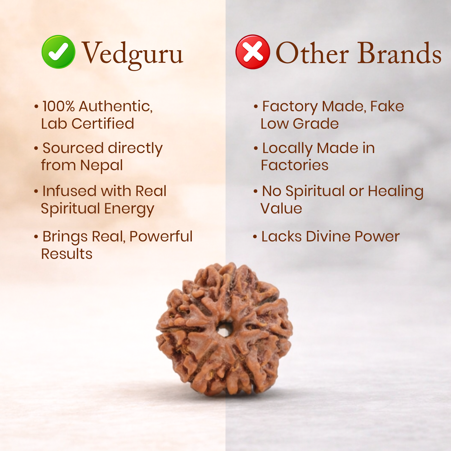 Certified 7 Mukhi Rudraksha