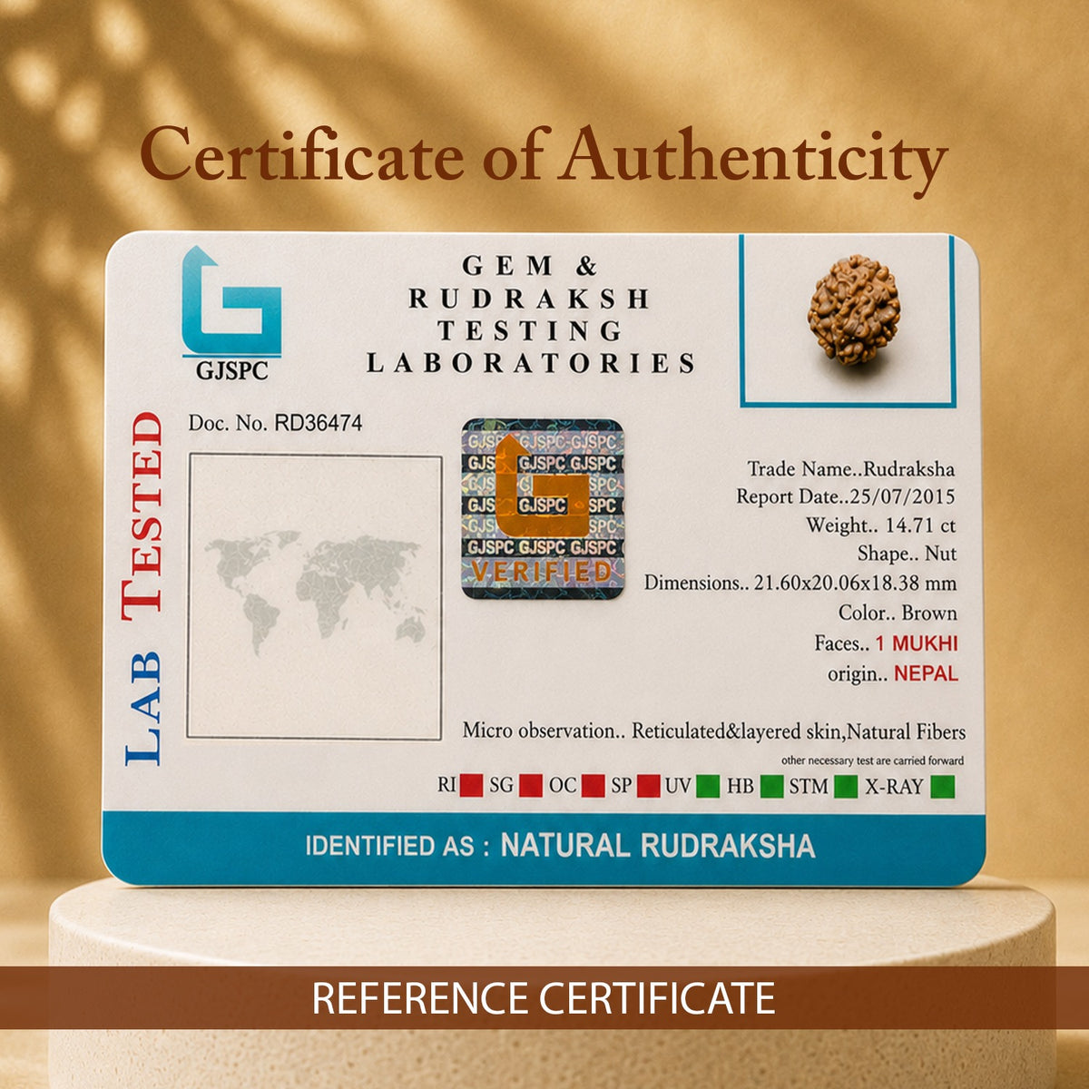Certified 1 Mukhi Rudraksha (Nepal) - 17mm to 22mm
