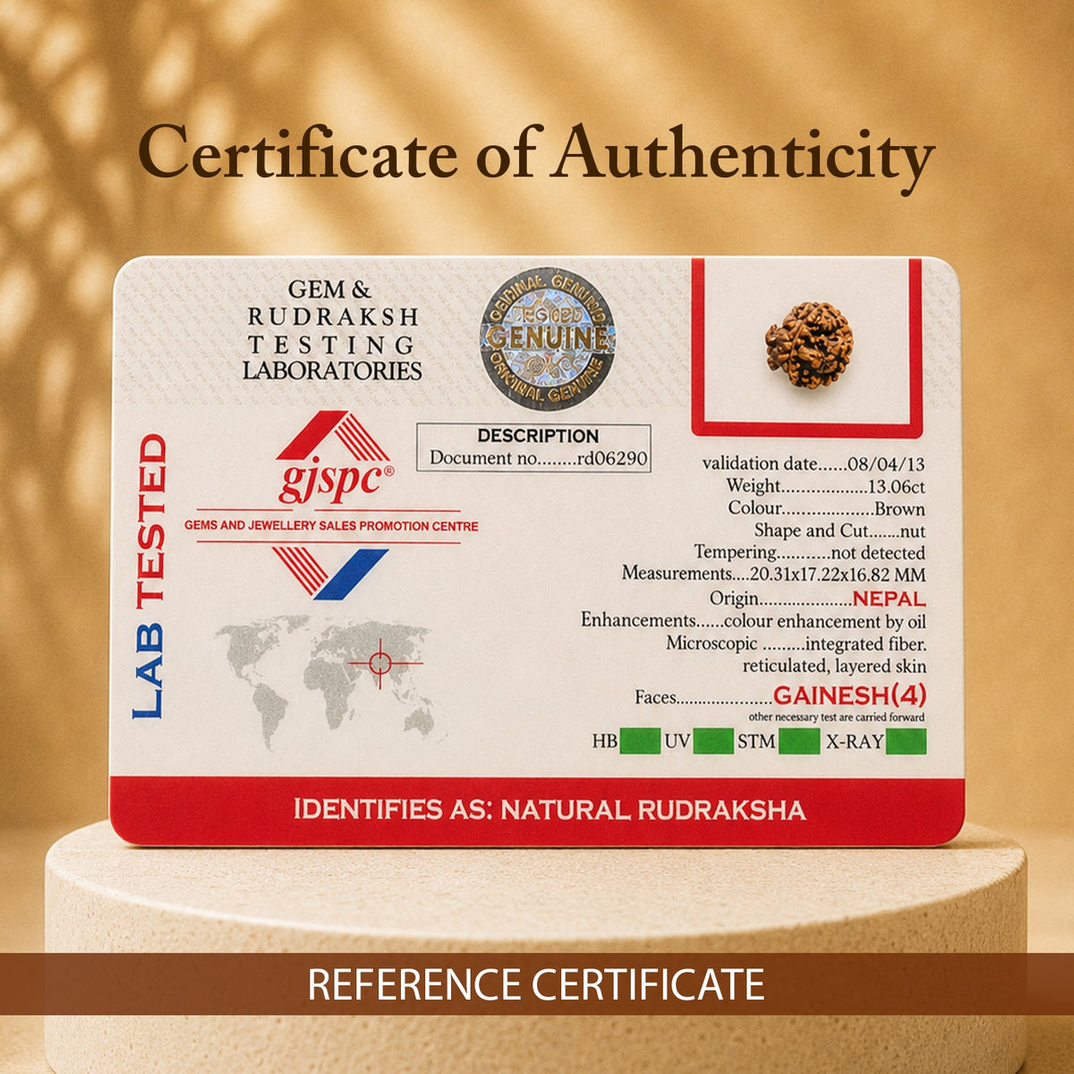 Certified Ganesh Mukhi Rudraksha (Nepal) - 17mm to 22mm