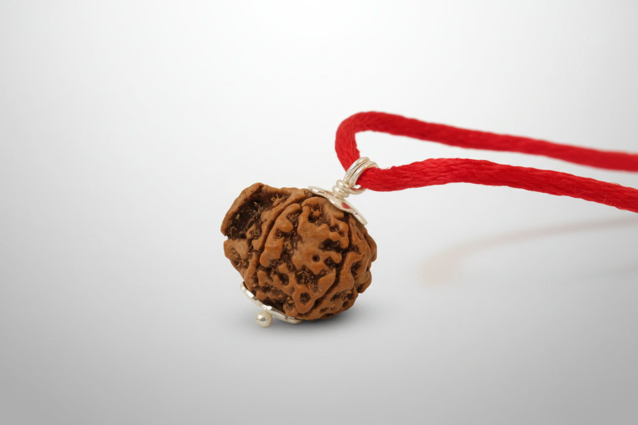 Original Nepal Ganesh Mukhi Rudraksha (17mm–22mm)